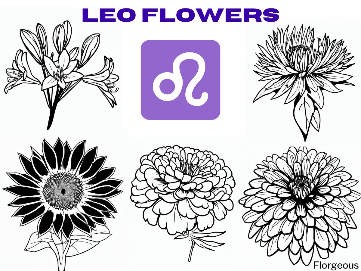 Leo Birth Flower Basking in the Majestic Beauty of the Lion