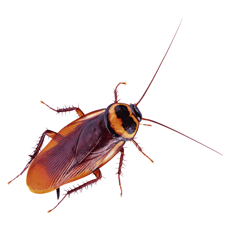 Australian Roach Florida Environmental Pest Management