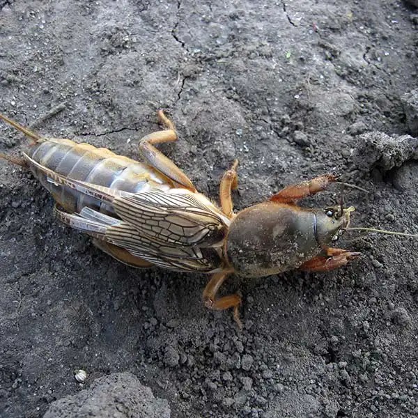 Mole Cricket Identification & Info Mole Crickets in Florida