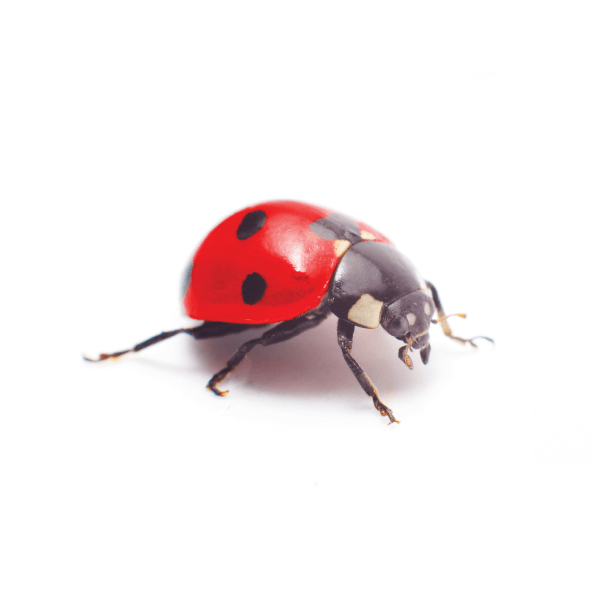 Pest Identification Library Identification & Info Bug Out Pest