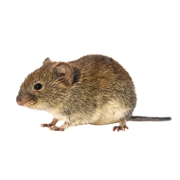 Vole Identification & Info How to Deal with Voles in Florida