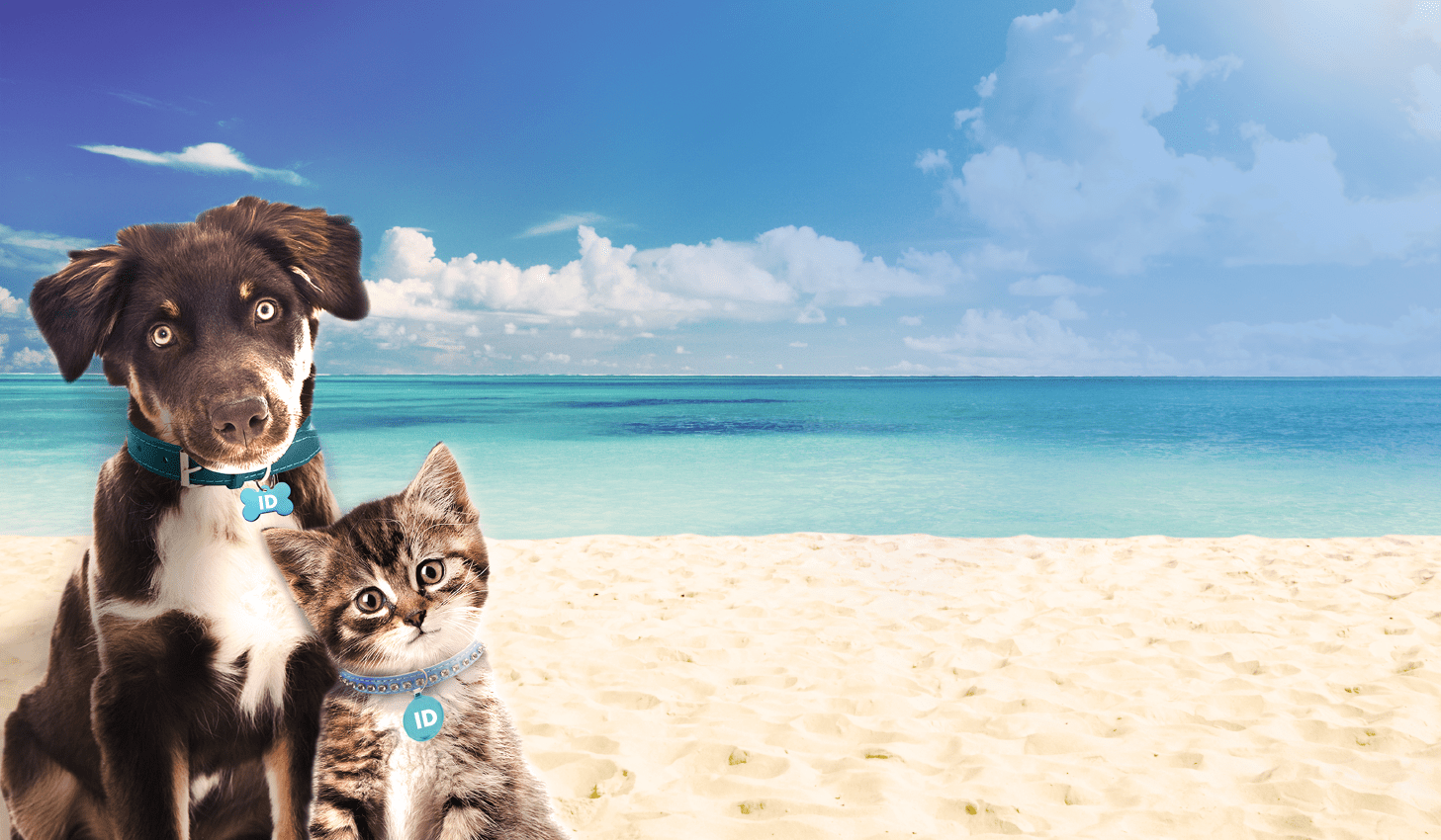 Help "Fix" Pet Overpopulation in Florida Florida Animal Friend