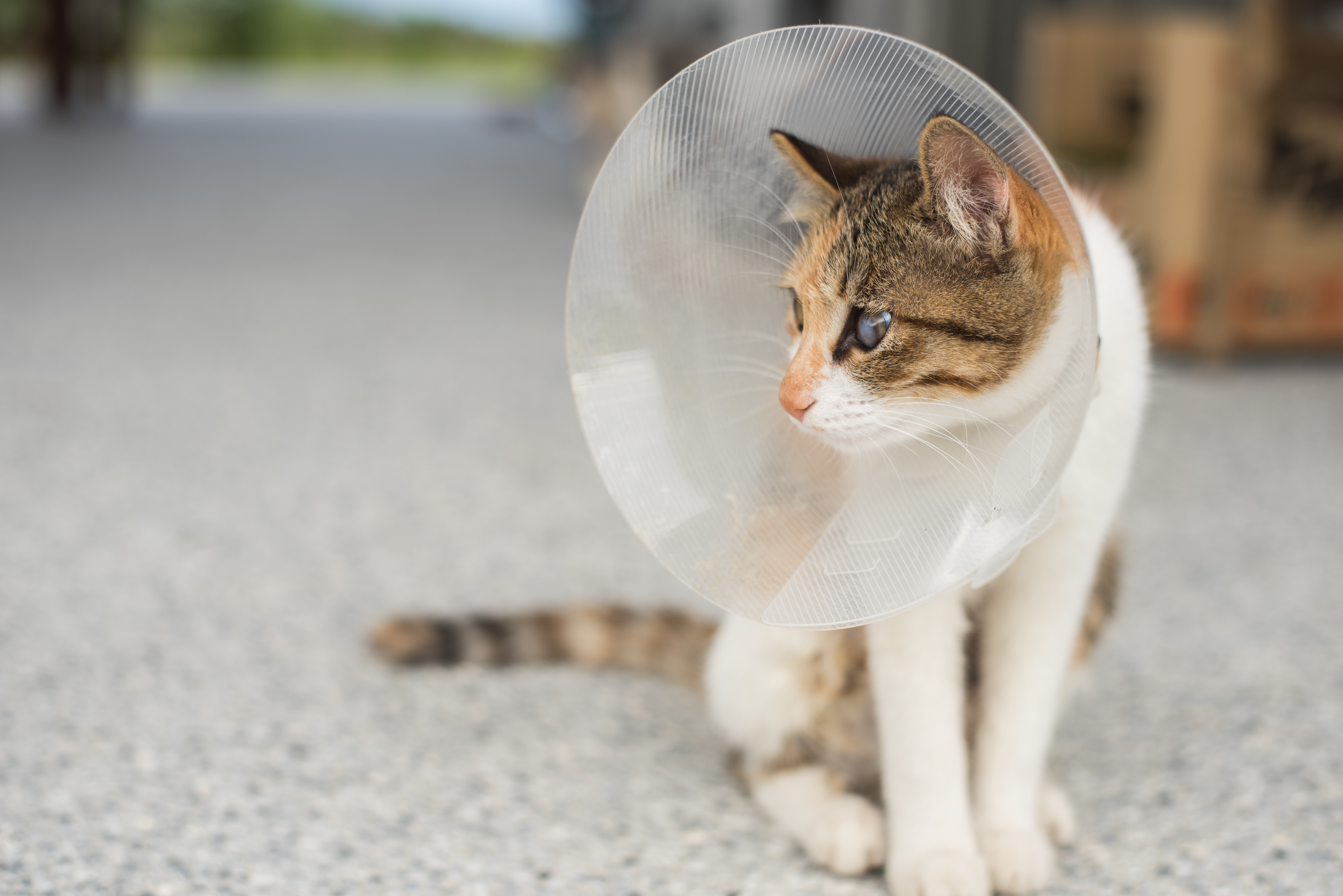 Top 5 Reasons to Spay and Neuter Your Pets Florida Animal Friend