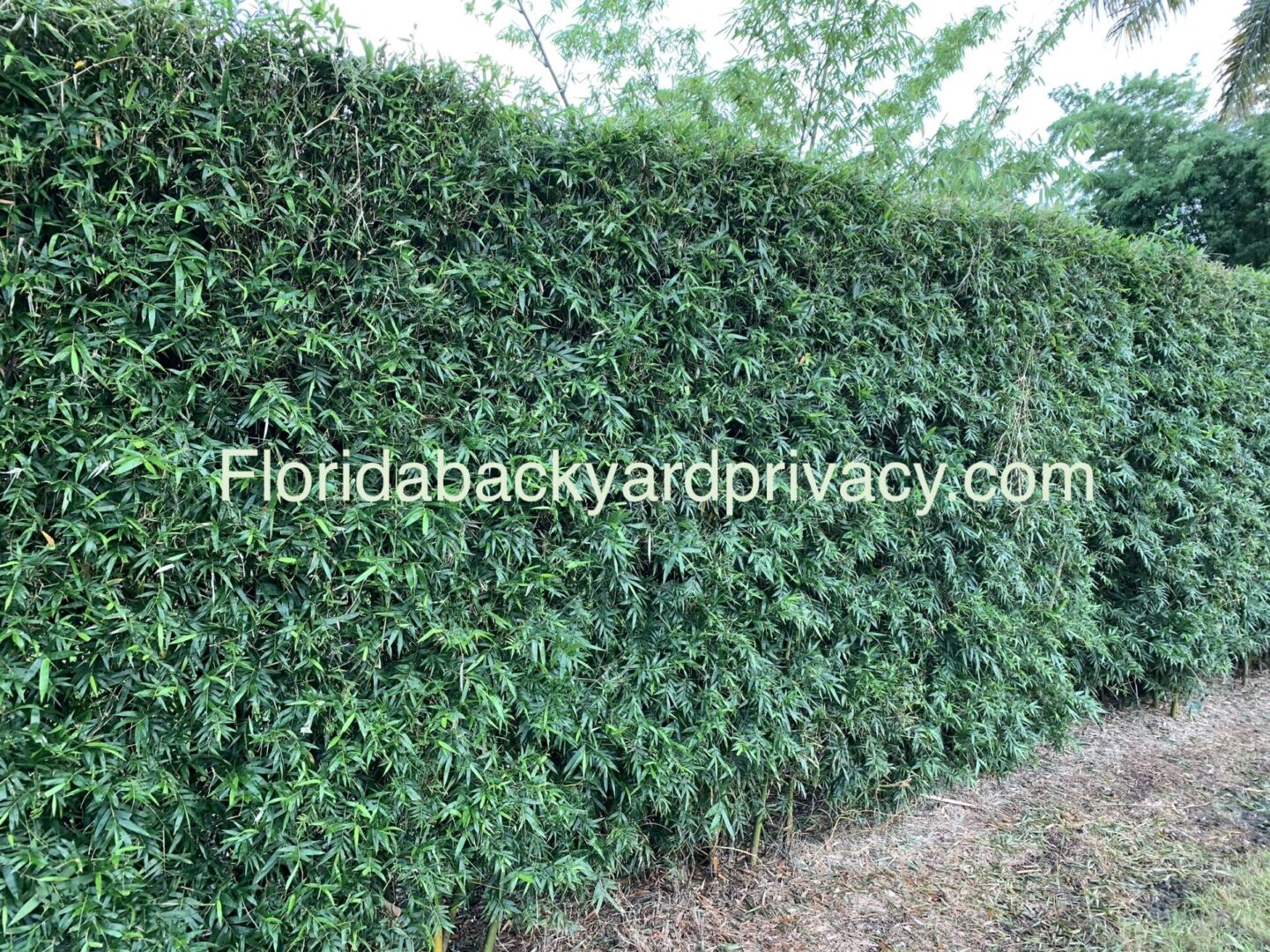 Top 5 Fast Growing Privacy Plants to use in your Florida Backyard