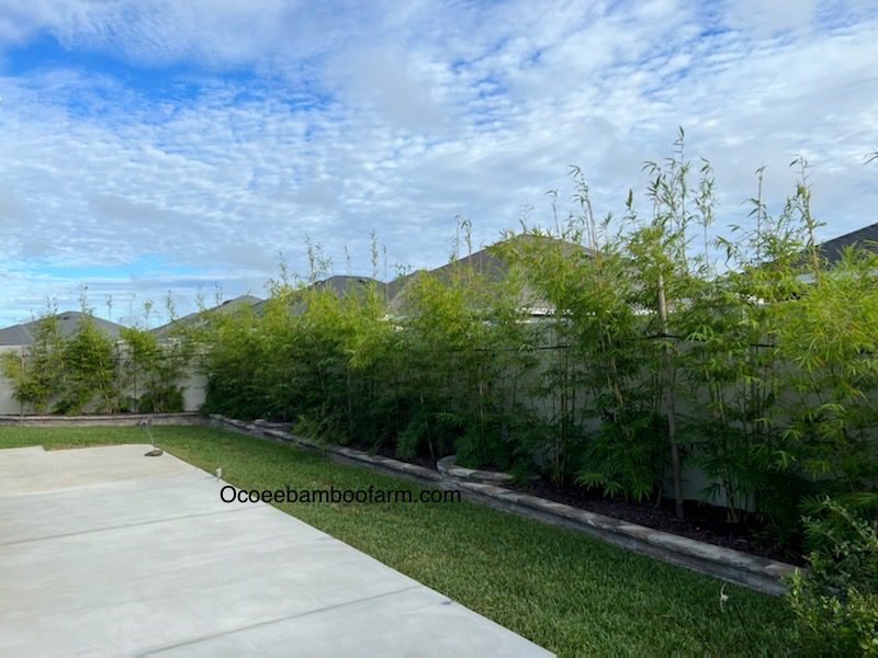 Plant Privacy Orlando Privacy Plant Expert Privacy Plant Nursery