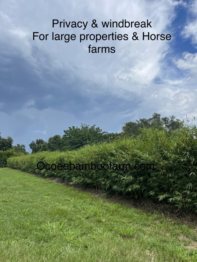 Best Privacy Plants For Large Properties Fast Growing Florida