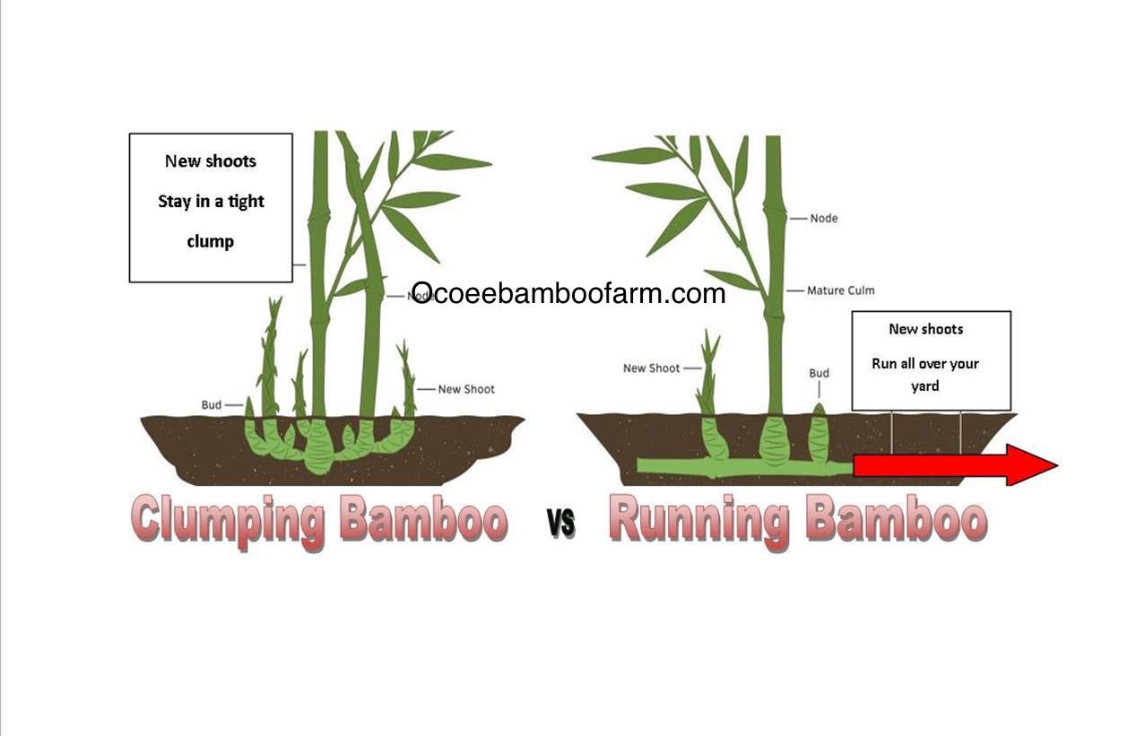 Running Vs. Clumping Types of Growth Pattern