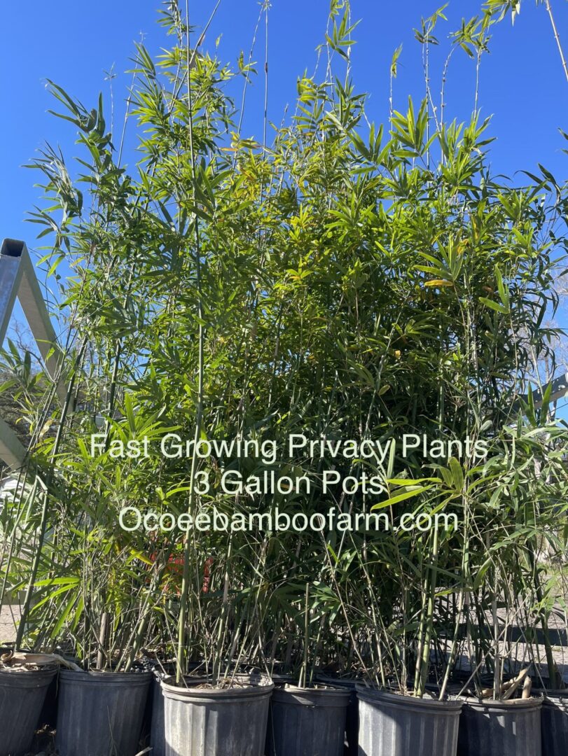 Buy Privacy Plants Orlando Tall Fast Growing Privacy Plants in FL
