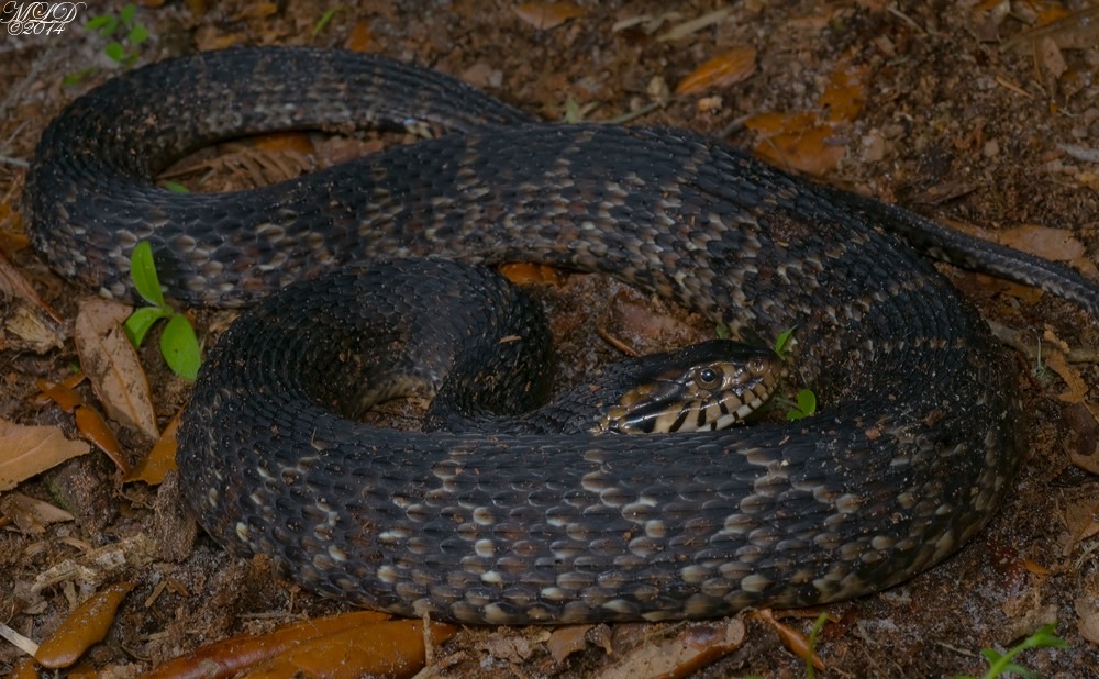 Florida Watersnake & Banded Watersnake Florida Backyard Snakes