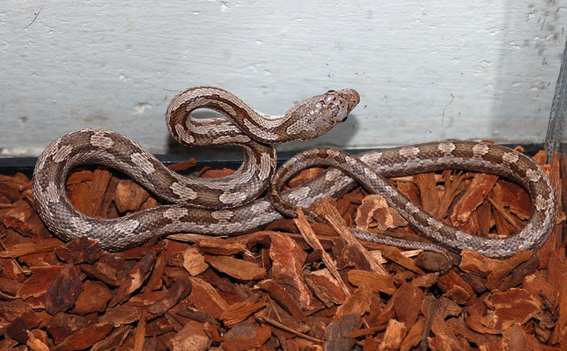 Eastern Rat Snake Florida Backyard Snakes