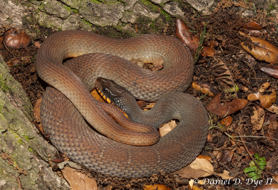 Redbellied (Plainbellied) Watersnake Florida Backyard Snakes