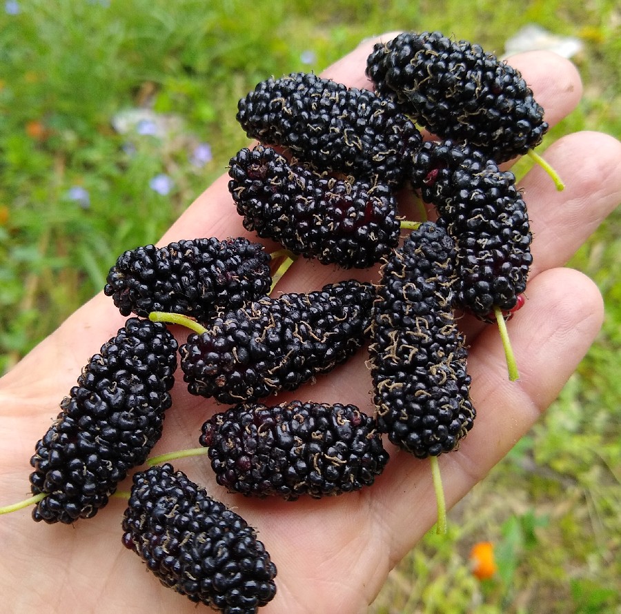 Fruit trees Florida Bamboo & Fruit Trees