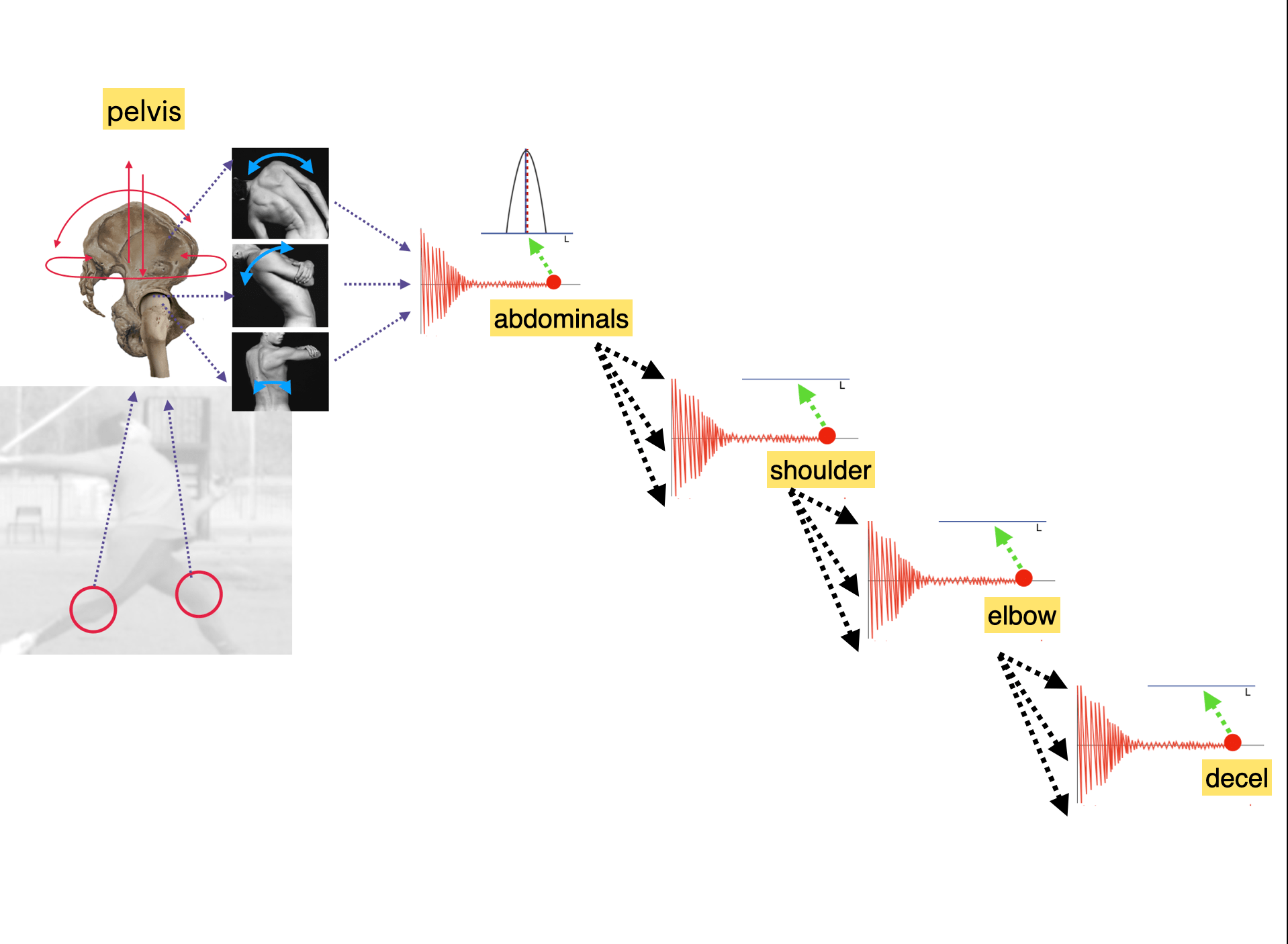 The Critical Role Of The IT Band In Pitching Florida Baseball ARMory