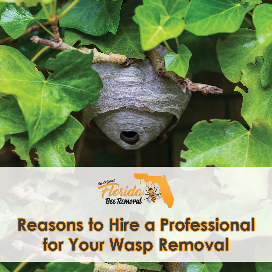 Reasons to Hire a Professional for Your Wasp Removal Florida Bee Removal