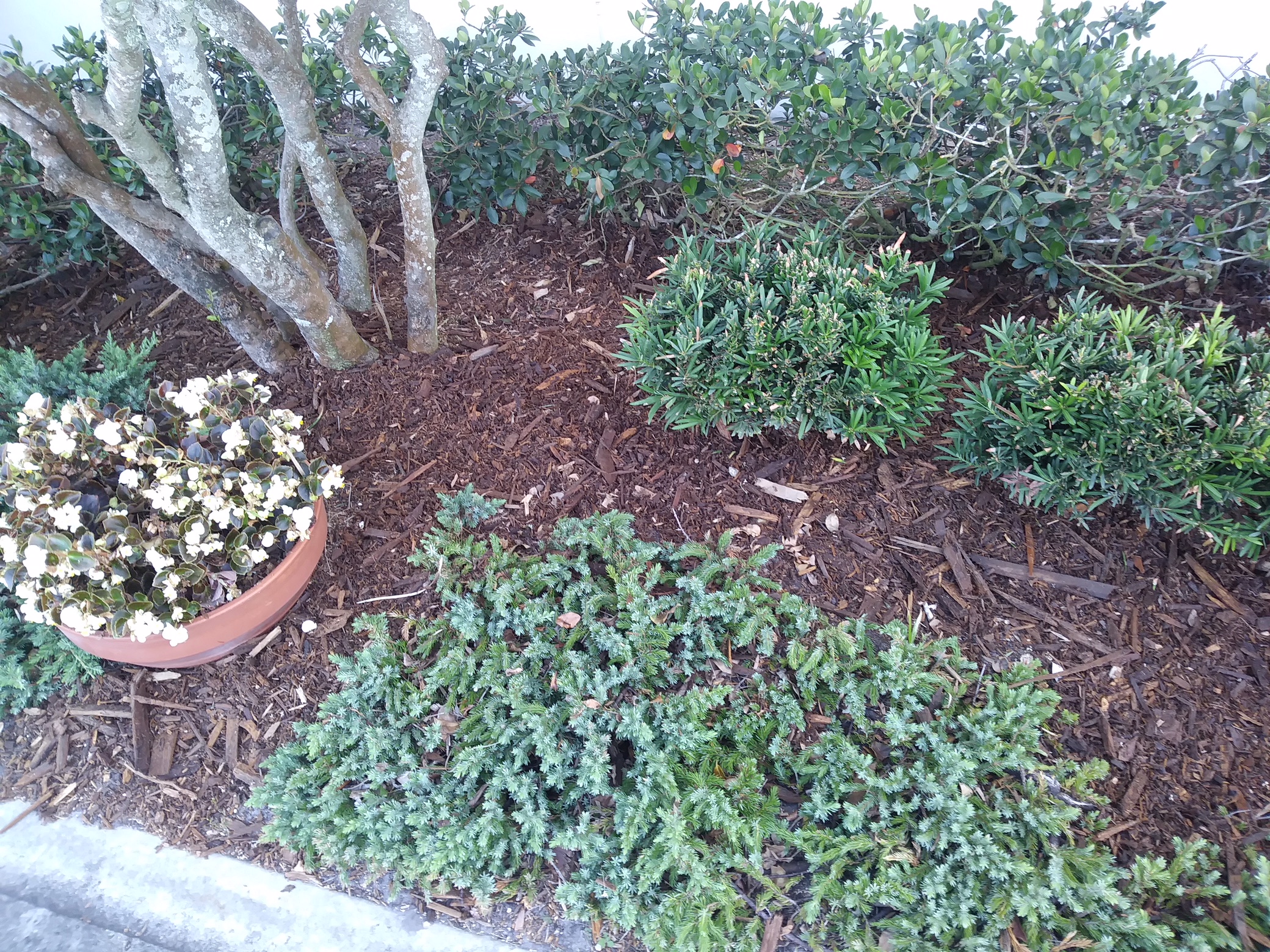 Florida Cypress Wood Products, Inc Cypress Mulch Chips