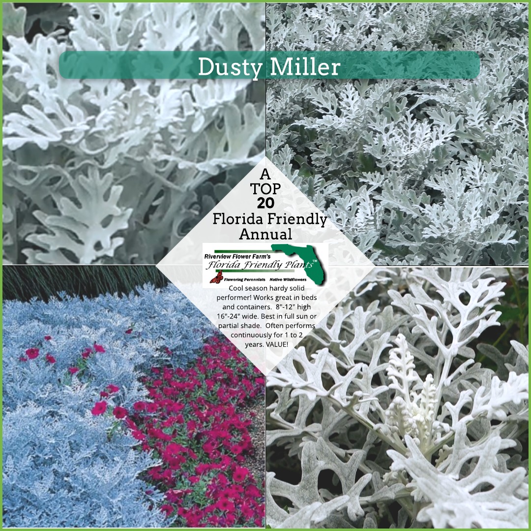 Dusty Miller Florida Friendly Plants