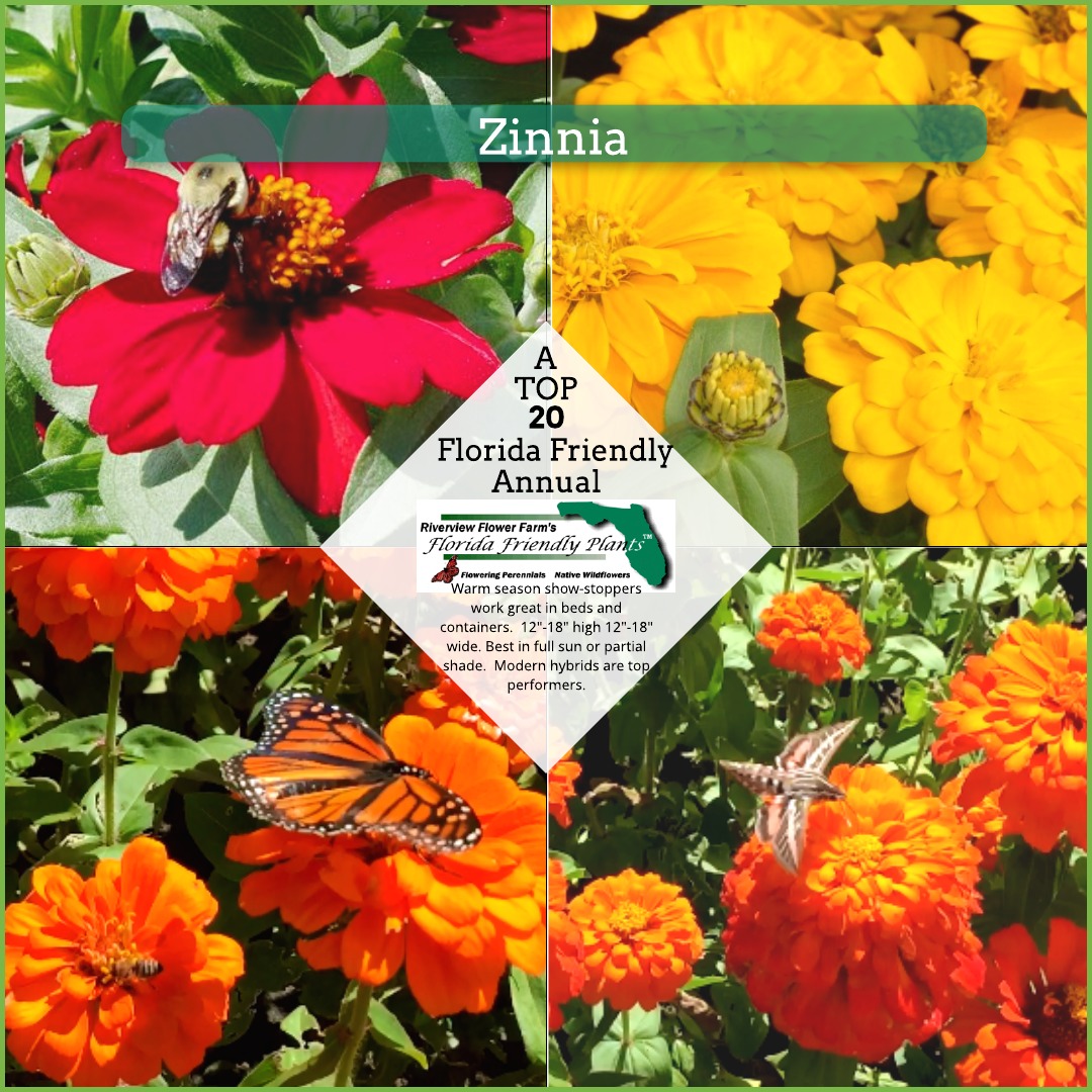 Zinnia Florida Friendly Plants