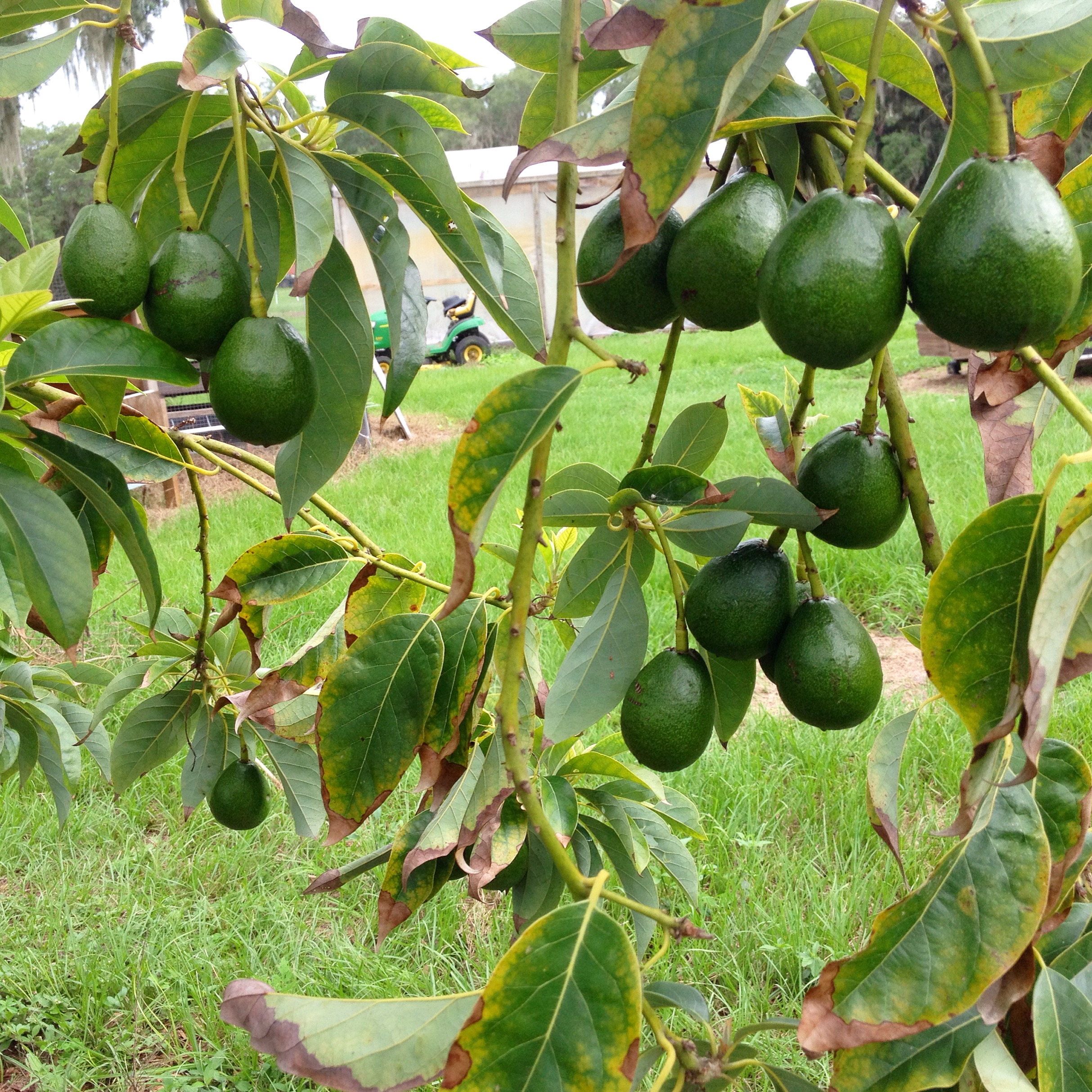 Cold Hardy Avocados Guide to Cultivation and Varieties Florida Fruit