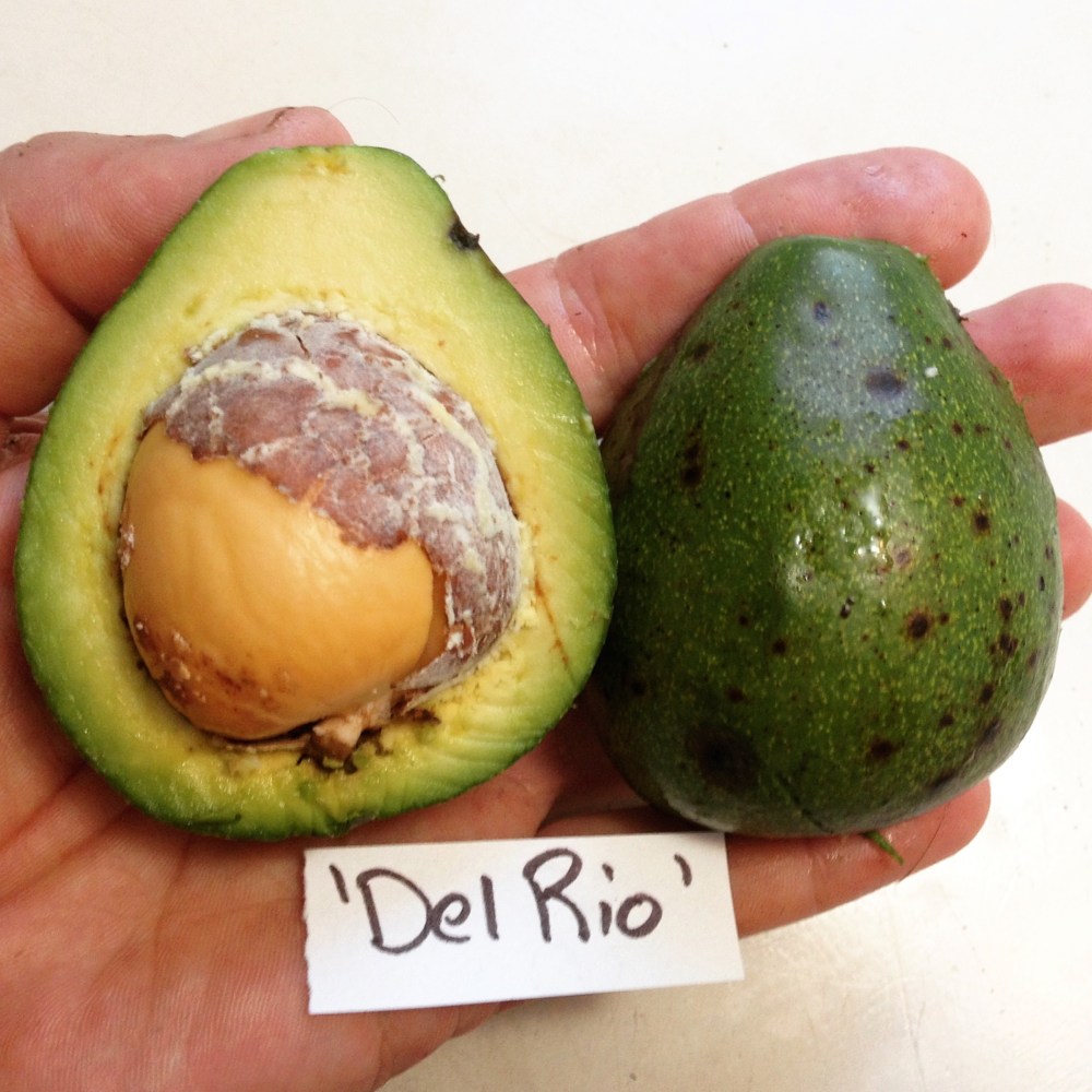 Cold Hardy Avocados Guide to Cultivation and Varieties Florida Fruit