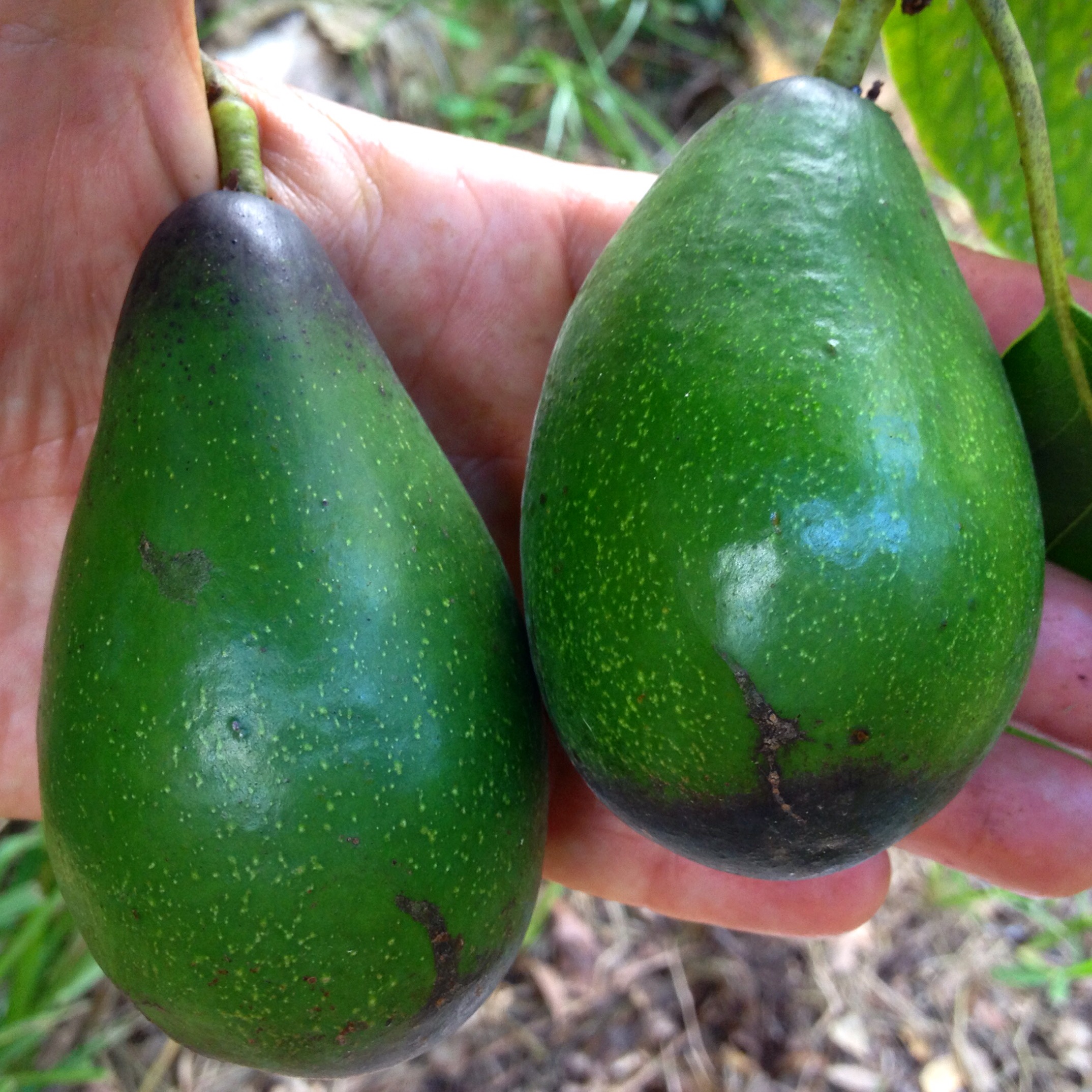 Cold Hardy Avocados Guide to Cultivation and Varieties Florida Fruit Geek