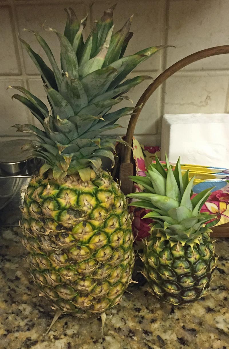 Can you spot the homegrown pineapple here? A GATOR IN NAPLES