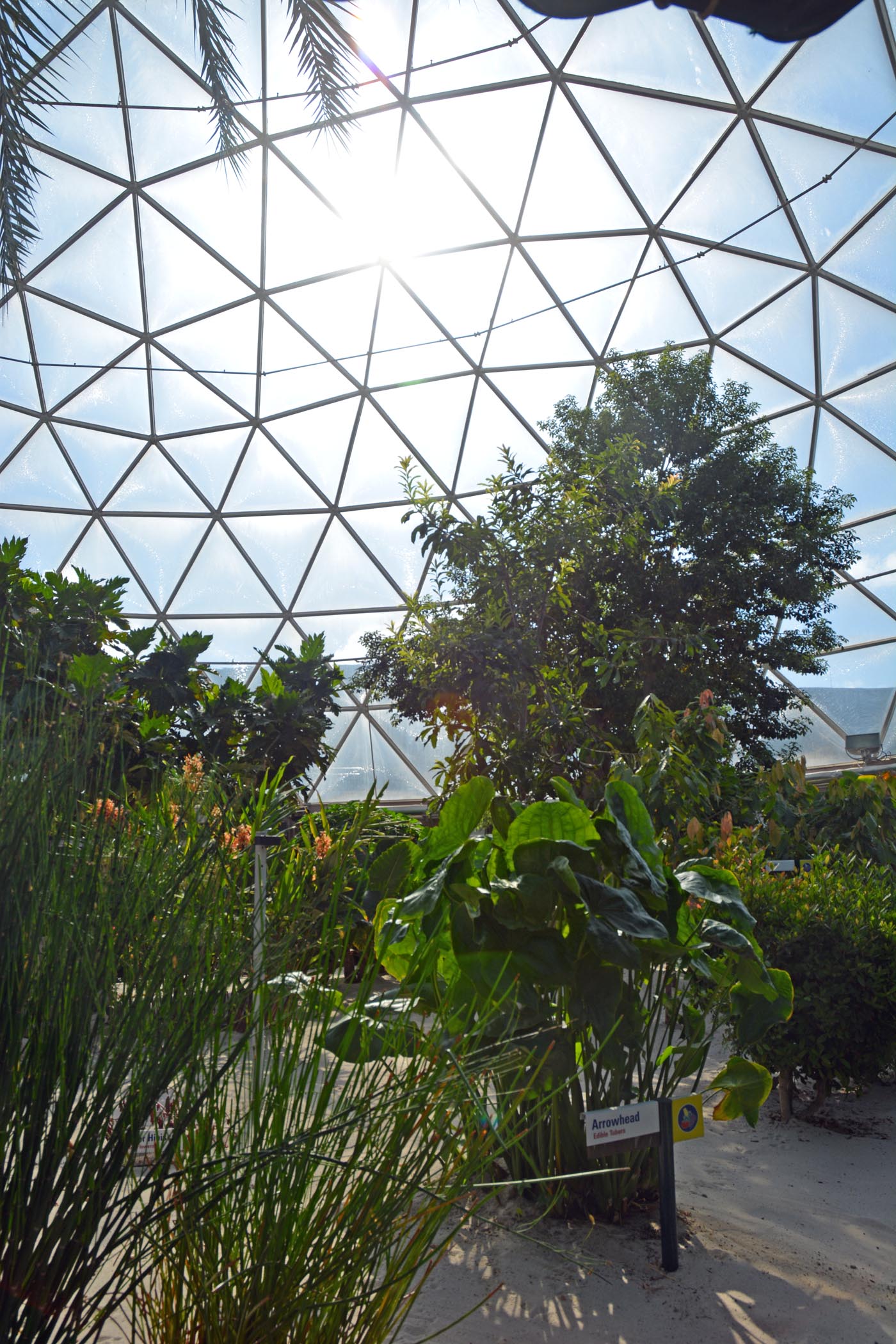 Today’s Disney photo Inside The Land’s greenhouse A GATOR IN NAPLES