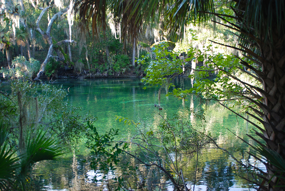Are Dogs Allowed In Florida State Parks