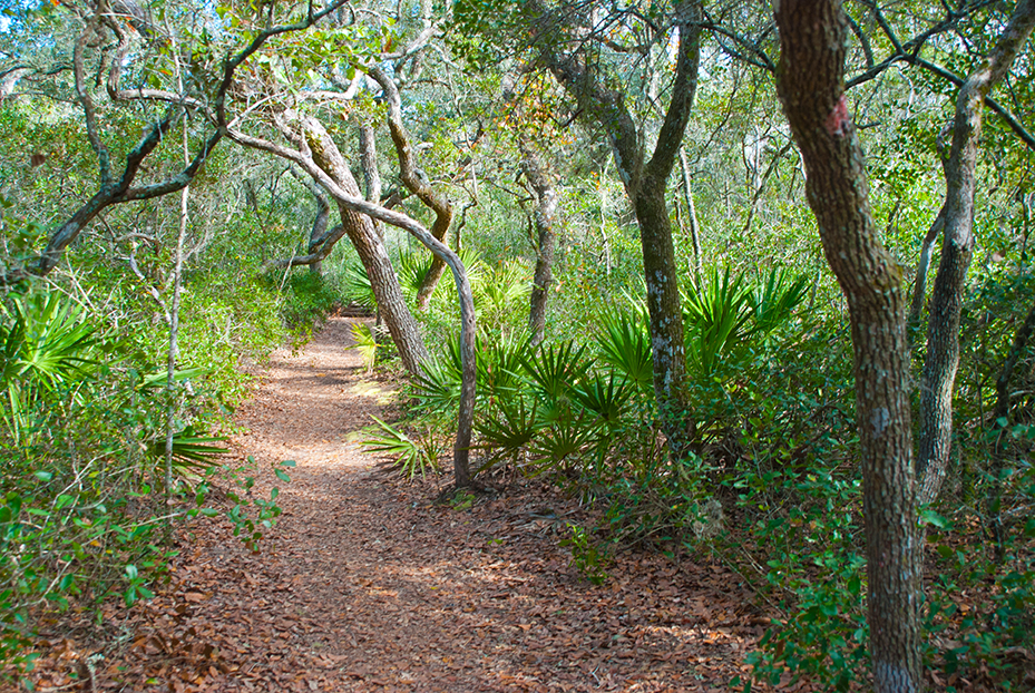 Salt Springs Loop Florida Hikes!