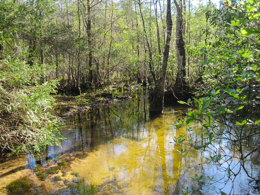 Florida Trail, Eglin Florida Hikes!