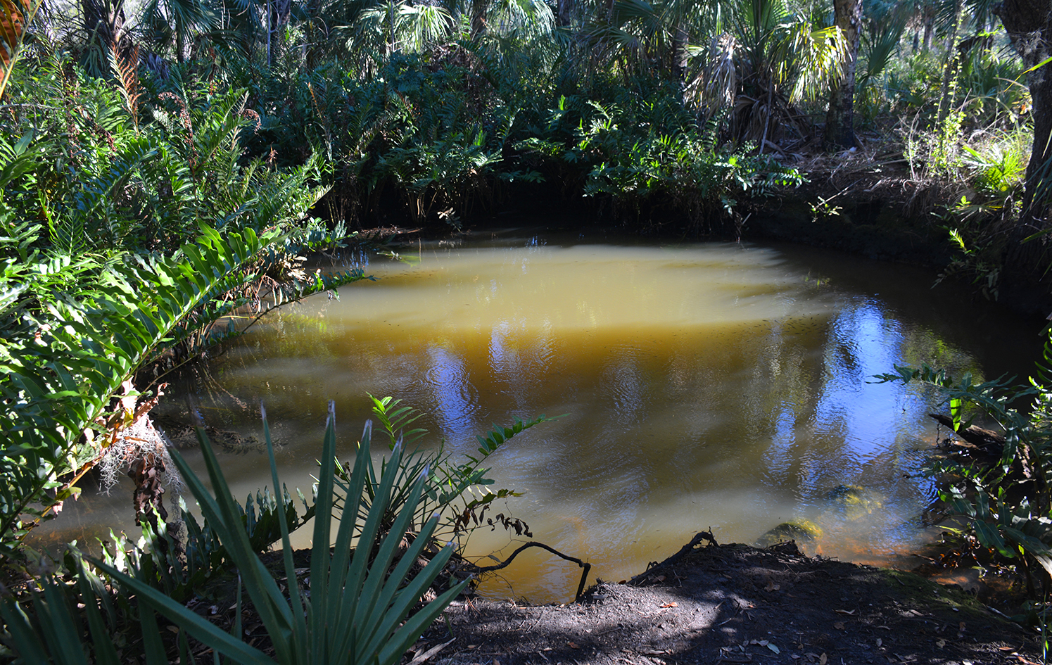 Salt Springs State Park New Port Richey Florida Hikes