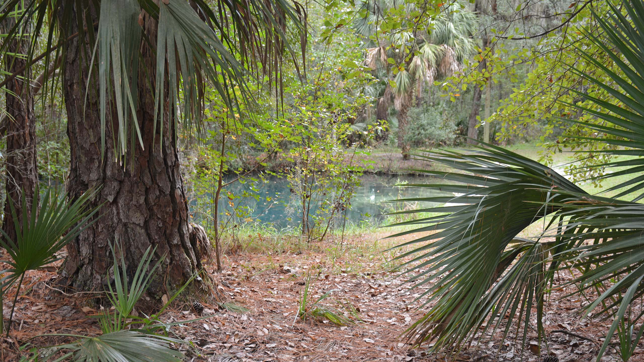 Mud Spring Trail Welaka State Forest Florida Hikes