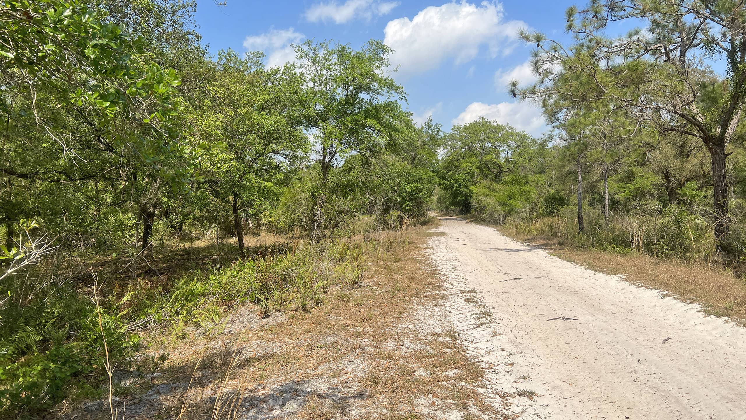 Atlantic Ridge Preserve State Park Florida Hikes