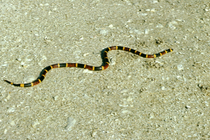 How to identify venomous snakes in Florida Florida Hikes!