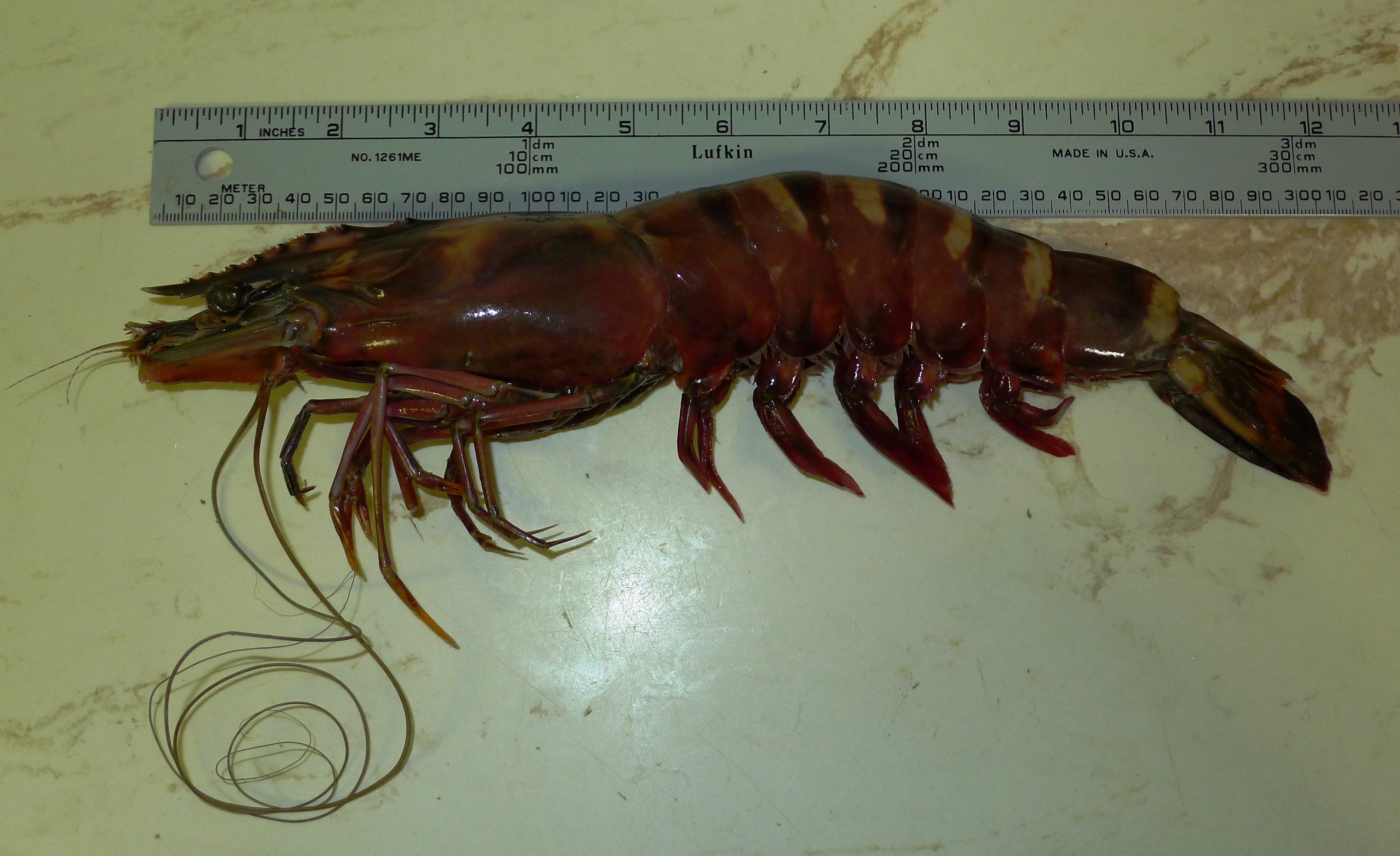 Invasion of the Giant Tiger Prawn Florida Hillbilly