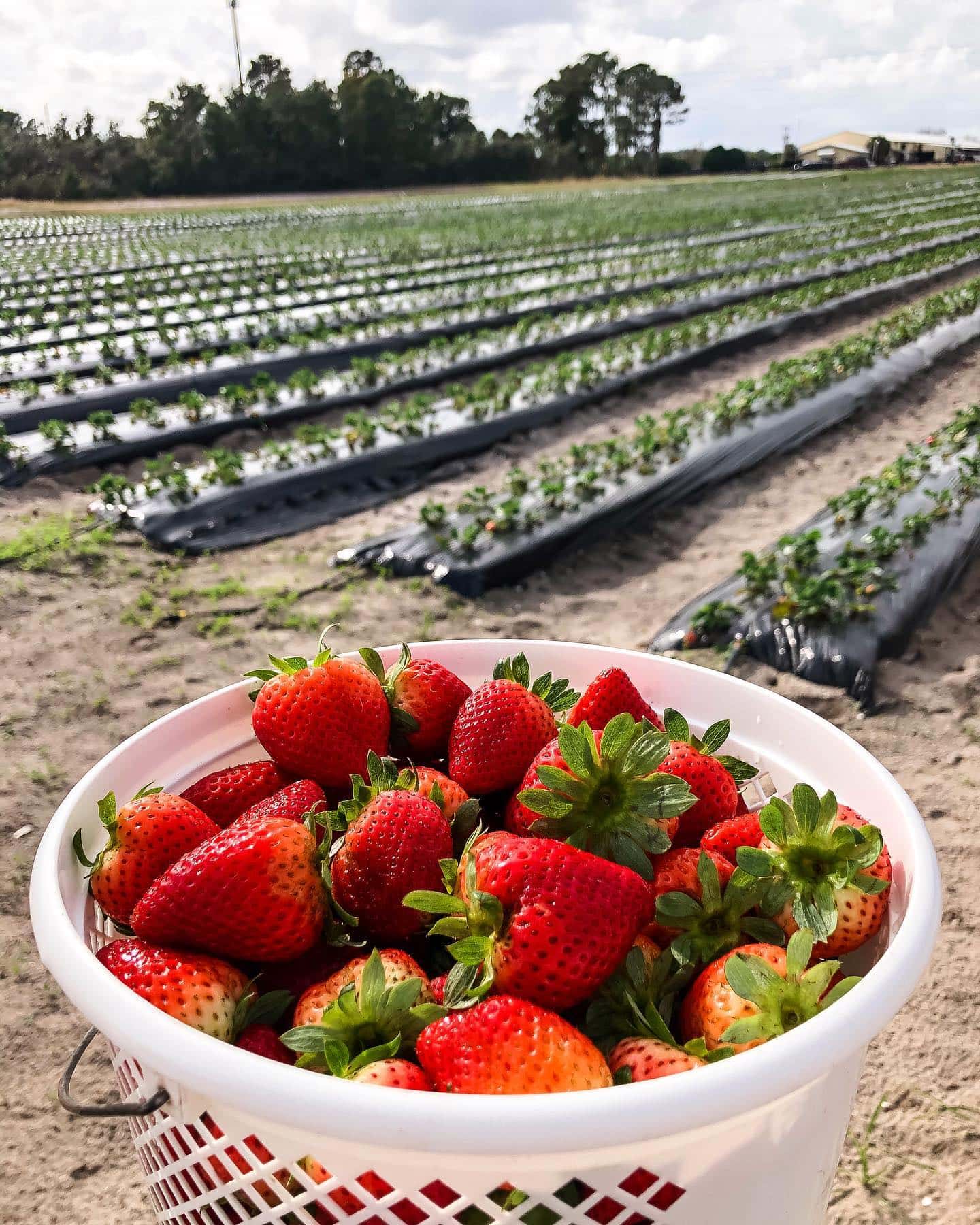 Top 15 Best Strawberry Farms in Florida That You Need to Visit