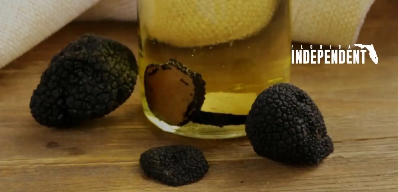 Is it Ok for Dogs to Have Truffle Oil? Florida Independent