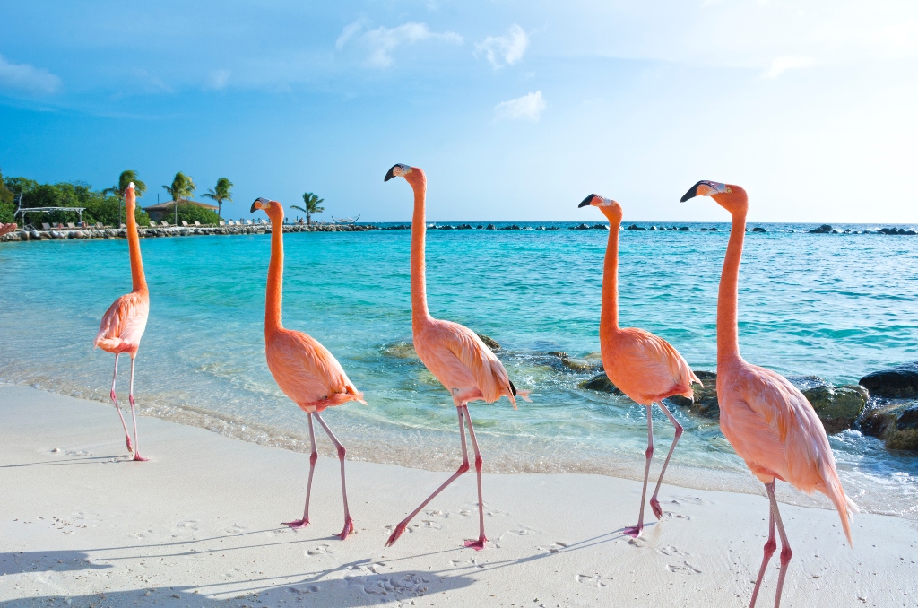 Pink flamingos are showing up in large numbers in South Florida