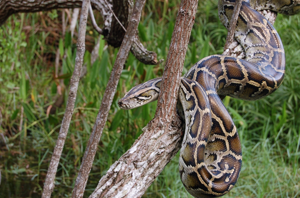 Biggest python ever found in Florida weighs 200 pounds & is 18 feet long
