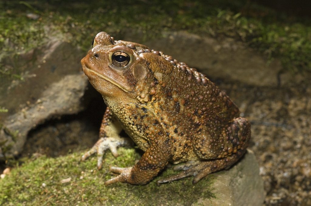 Experts warn South Florida dog owners of an increase in toxic bufo toads
