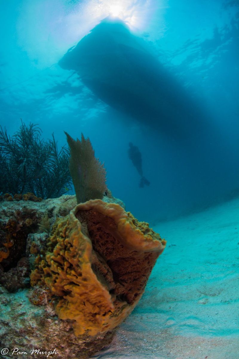 Marathon Diving & Dive Shops Scuba Diving in the Florida Keys