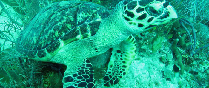 Which sea turtles live in the Florida Keys?