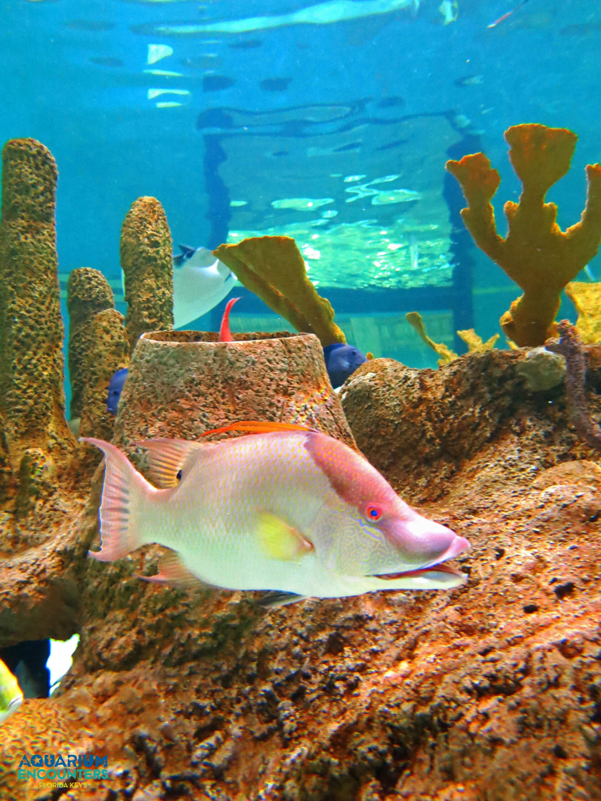 hogfish Florida Keys Aquarium Encounters