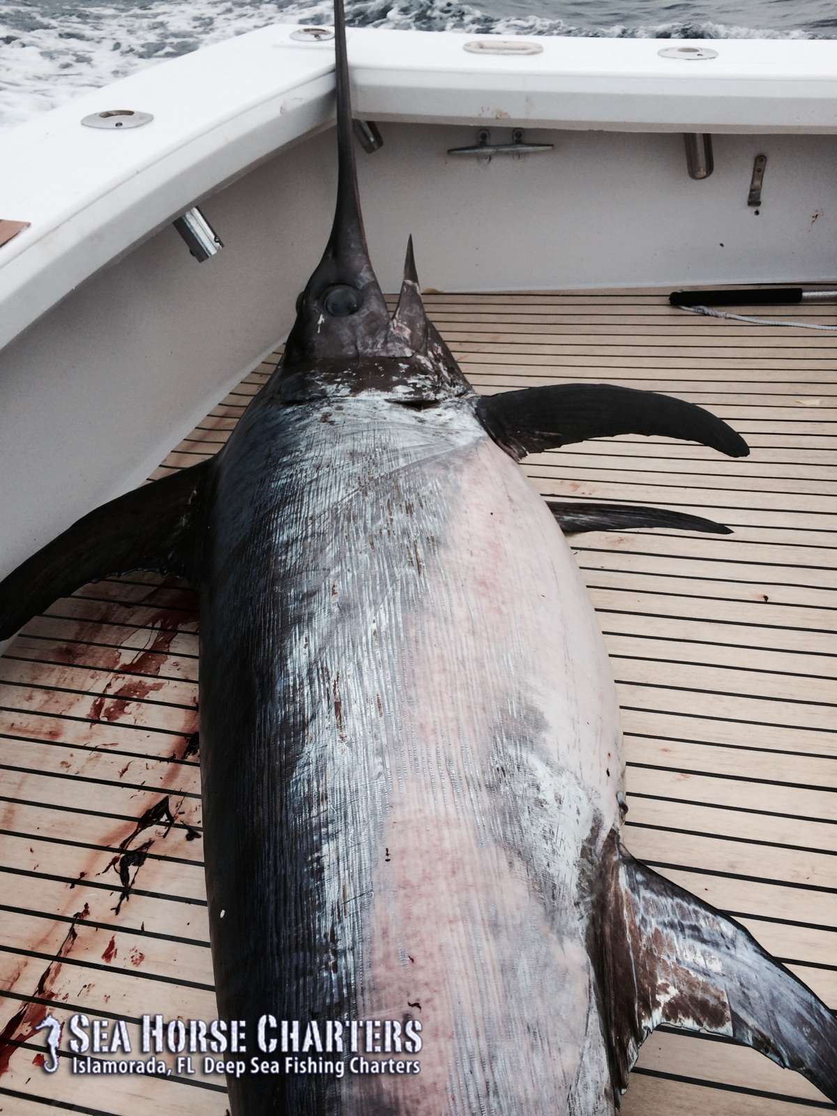 Monster Swordfish Catch! Florida Keys Fishing Islamorada Sport