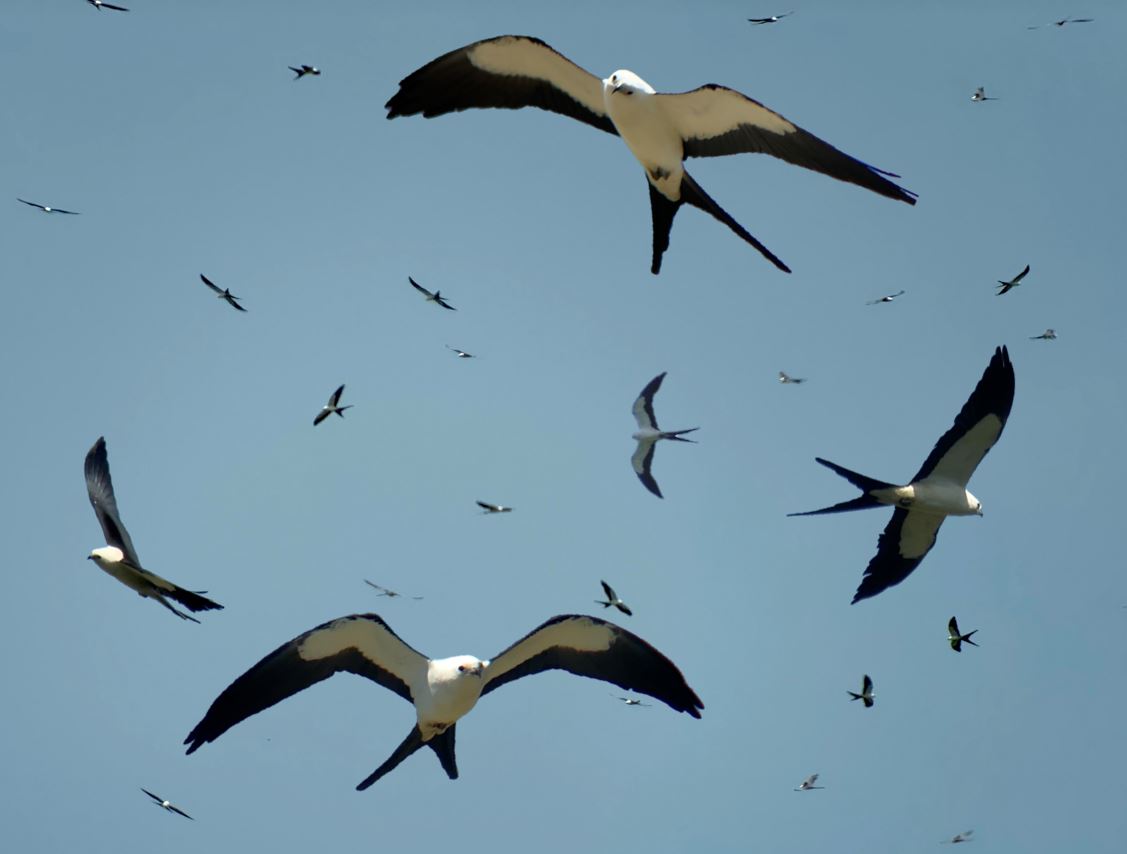 Kite Flight 2022 Kicks Off August 1st!