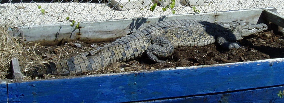 Spring Time Florida Keys American Crocodile Mating Season