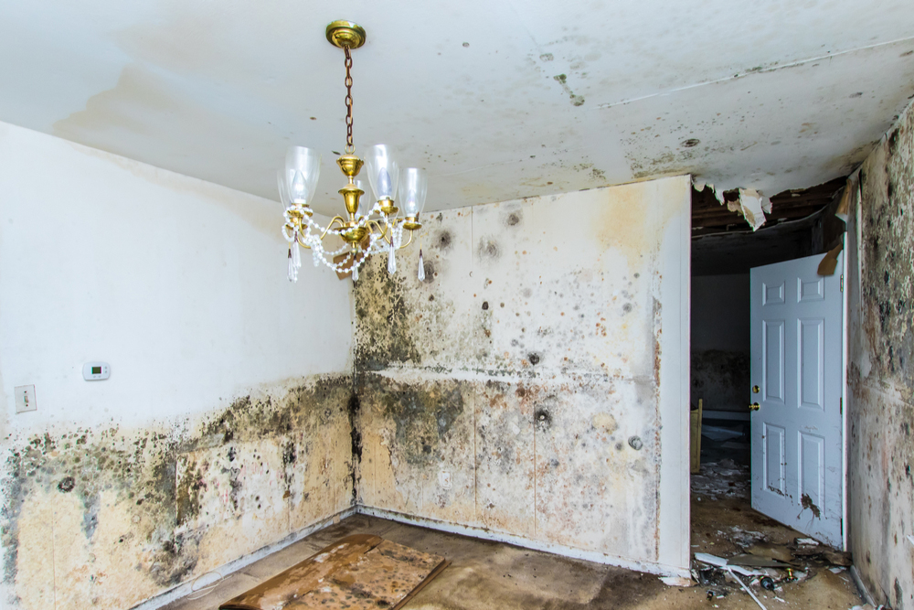 WATER DAMAGE CLEANUPFlorida Loss Public Adjusters (954)4307333