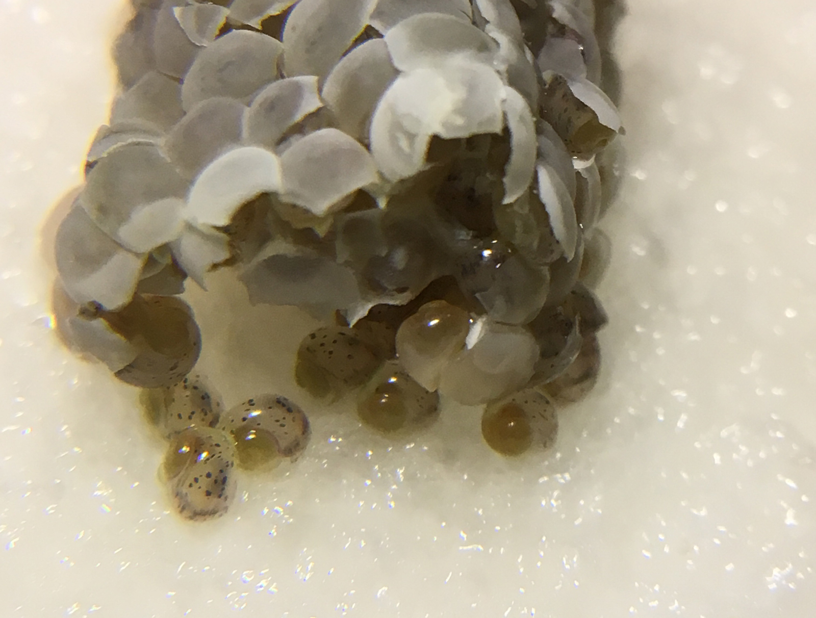 Mystery Snail Egg Development Florida Mystery Snails