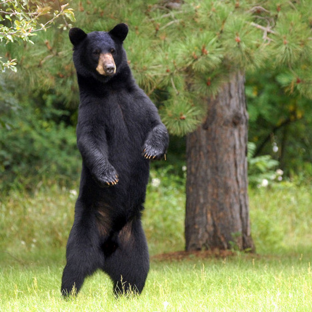 Florida starts selling bear hunt permits despite challenge