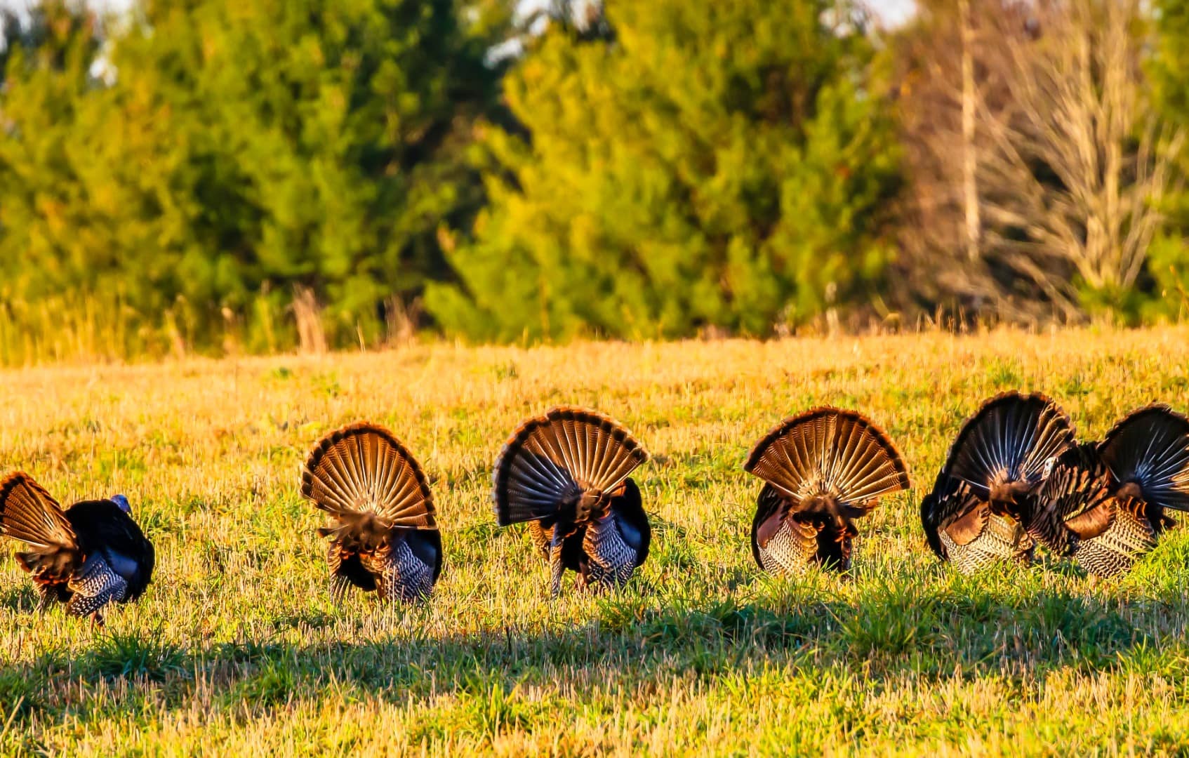 Want to hunt turkey this spring? FWC has applications open now