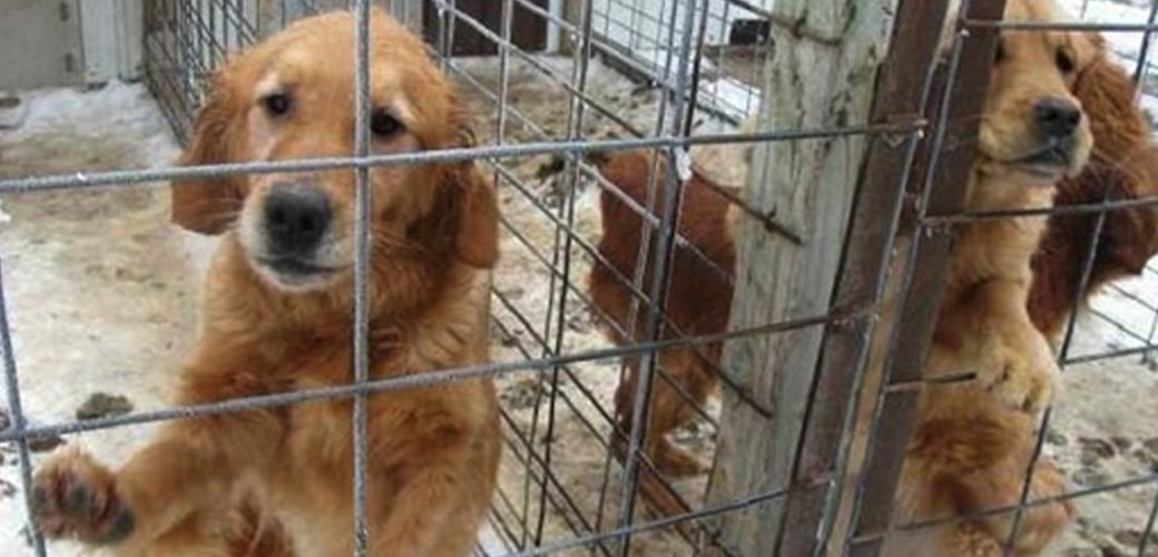 Legislature to consider ending puppy mills for good